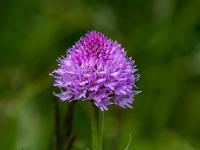 Kugel Knabenkraut Orchidee